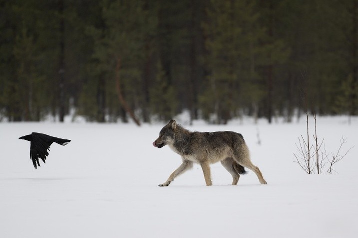 Wolf (Finland). Foto van Wiel Arets.